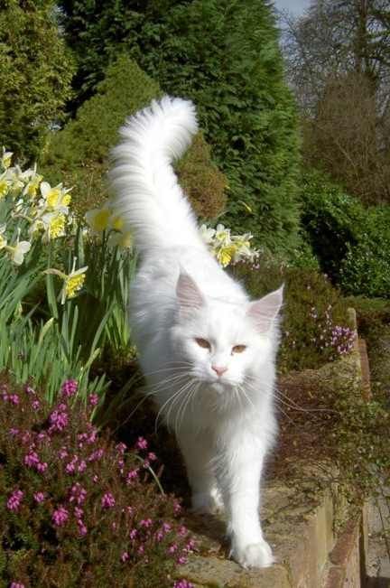 Outdoor Cats, Cat Facts, White Cats, Domestic Cat, Warrior Cats, Kazan, Maine Coon, Pretty Cats, Tabby Cat