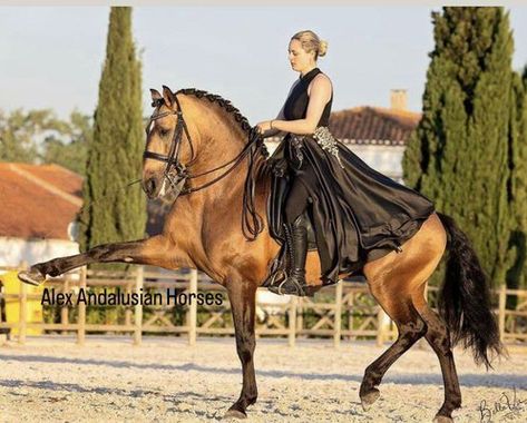 Lusitano for Sale: Stallion, Buckskin, 5 years in Spain Lusitano Stallion, Horse For Sale, Types Of Horses, Andalusian Horse, Super Good, Horses For Sale, Beautiful Lady, Horse Breeds, Dressage