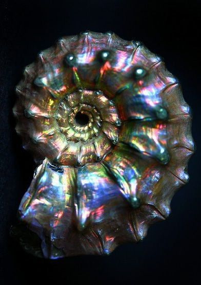 Ammonite Aesthetic, Ammonite Crystal Meaning, Wire Wrapped Ammonite, Ammonite Fossil Meaning, Opalized Ammonite, Ammonite Fossil, Mermaid Aesthetic, Beautiful Sea Creatures, Rock Hounding