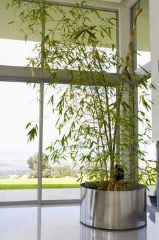 Love these! Growing Bamboo Indoors, Bamboo Plant Indoor, Indoor Bamboo Plant, Fargesia Rufa, Indoor Bamboo, Growing Bamboo, Bamboo In Pots, Privacy Plants, Indoor Tree