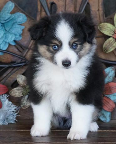 Teacup Aussie, Aussie Puppies For Sale, Teacup Australian Shepherd, Black Tri Australian Shepherd, Miniature Aussie, Sheltie Puppies For Sale, Mini Aussie Puppy, Miniature Australian Shepherd Puppies, Toy Australian Shepherd