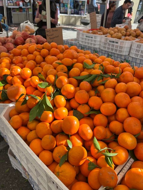 Picking Oranges, Fruit Presentation, Orange Farm, Coral Sunset, Florida Oranges, Dream Beach Houses, Fruit Flowers, Italy Aesthetic, Orange Aesthetic