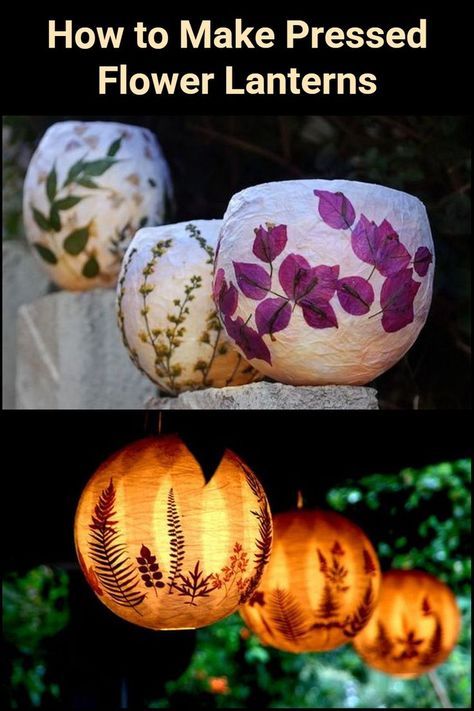 Pressed flower lanterns are a good way to preserve your beautiful blooms. These would make beautiful garden decors during a party. Lantern Crafts, Pressed Flower Lanterns, Tissue Paper Lanterns, Balloon Lanterns, Paper Lanterns Diy, Lantern Craft, Pressed Flower Crafts, Crafts Easter, Deco Nature