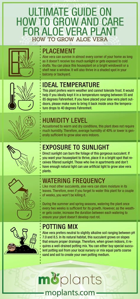 Ultimate Guide on How to Grow and Care for Aloe Vera Plant - Mo Plants Save Aloe Vera Plant, Best Soil For Aloe Vera Plant, Aloe Vera Growing Tips, Saving Aloe Vera Plant, How To Care For Aloe Vera Plant Indoors, Harvesting Aloe Vera Plant, Aloe Vera Plant Care Indoor, Propagating Aloe Vera From Leaf, How To Use Aloe Vera Plant