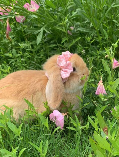 Bunnies In Garden, Cute Aesthetic Animals, Bunnies Aesthetic, Bunny Pretty, Love Bunnies, Bunny Aesthetic, Pet Bunny Rabbits, Cute Bunny Pictures, Spring Animals