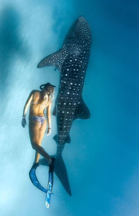 Whale Shark Snorkeling, Swim With Whale Sharks, Whale Shark Swimming, Swimming With Whales, Whale Shark Diving, Swim With Sharks, Swimming With Sharks, Shark Conservation, Leopard Shark