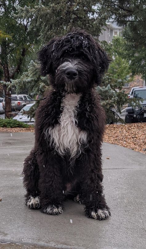 Aussiedoodle Aesthetic, Bernedoodle Black And White, Black Bernedoodle, Bernedoodle Black, Bernadoodle Puppy, St Berdoodle, Mini Bernedoodle, Vision 2025, Portuguese Water Dog