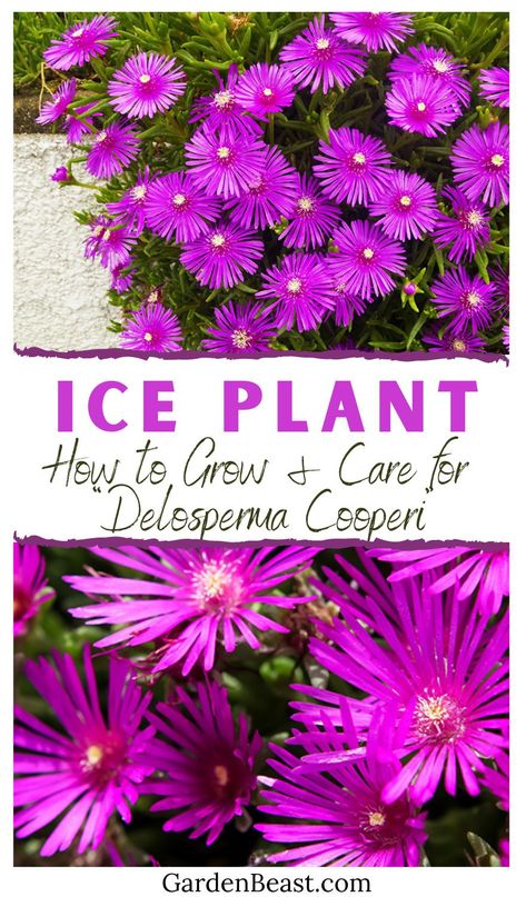 Contrary to what the name suggests, the Ice Plant, Delosperma Cooperi, is actually a warm weather perennial that is tolerant to drought as it is a succulent, but less so in the cold. Its name is derived from the tiny hairs that reflect light in a way that it resembles ice crystals | ice plant ground cover | ice plant landscaping | ice plant propagation | delosperma cooperi | pink delosperma cooperi | garden flowers #gardensdelospermacooperi #gardeniceplant Delosperma Plant, Fire Spinner Ice Plant, Ice Plants Ground Cover Perennials, Ice Plant Ground Cover, Delosperma Cooperi, Garden Flower Beds, Ice Plant, Flower Pot Garden, Indoor Plant Care