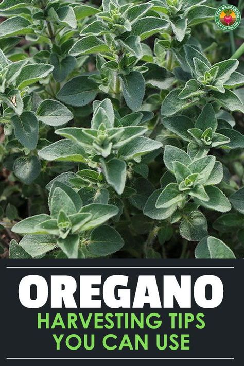 Harvesting Oregano How To, How To Harvest Oregano, How To Preserve Oregano, Herb Harvesting Guide, How To Dry Oregano Leaves, Preserving Oregano, Harvesting Oregano, Harvest Herbs, Dry Oregano