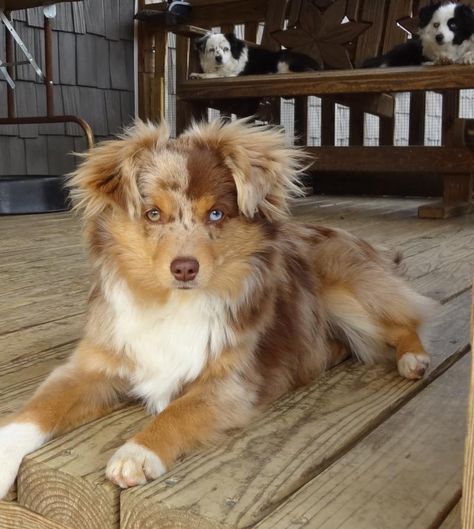 Australian Shepherd Mini Puppy Dogs Australian Shepherd, Dogs And Puppies, Miniatures, Puppies, Dogs, Red, Hair, White