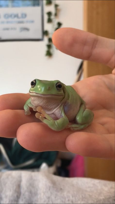 Dumpy Tree Frog, Whites Tree Frog, Green Tree Frog, Pet Frogs, Small Frog, Frog Wallpaper, Frog Pictures, Frog Drawing, Cute Reptiles