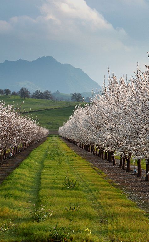 Orchard Trees Farm Airbnb, Cowboy Romance Books, Apple Pomegranate, Witch Store, The Cherry Orchard, Cherry Logo, Estate Gardens, Lake Aesthetic, Citrus Grove