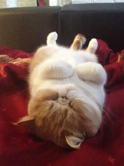 It's Time For Some Cats Sleeping On Their Backs And Looking Totally Adorable - I Can Has Cheezburger? Exotic Shorthair Cat, Exotic Shorthair, Image Chat, Fluffy Cat, Cat Sleeping, Fat Cats, Funny Cute Cats, Cute Kittens, Kitty Cats