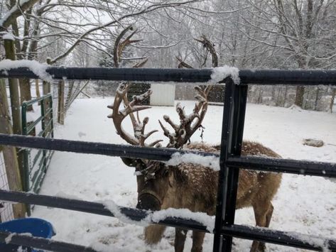 Reindeer Aesthetic, Aesthetic Reindeer, Reindeer Farm, Lush Christmas, Meet Santa, Christmas Experiences, Nyc Christmas, Merry Christmas Ya Filthy Animal, Real Christmas Tree