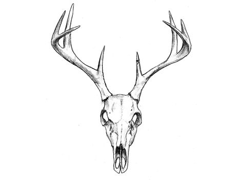 Deer Head Skull Tattoo, Dear Skull Drawing, Stag Skull Drawing, Elk Head Tattoo, Stag Head Drawing, Dear Head Tattoo, Deer Skull Outline, Deer Skull Tattoo For Men, Deer Skull Sketch