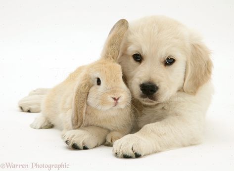 Golden Retriever pup with young Sandy Lop rabbit . . Golden Retriever Girl, Golden Retriever Pup, Lop Rabbit, Yellow Lab Puppies, Tatjana Patitz, Rabbit Photos, Labrador Retriever Puppies, Pet Clinic, Animals Friendship