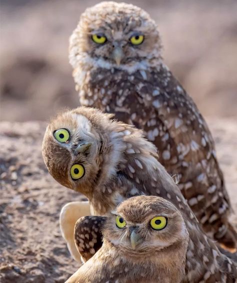 ​﻿Burrowing Owls Are Increasingly in Conflict With Humans Over Housing | Sierra Club Living Underground, Owl Hoodie, Owl Species, Awesome Owls, Burrowing Owl, Animal Reference, Owl Photos, Owl Pictures, Animal Magic