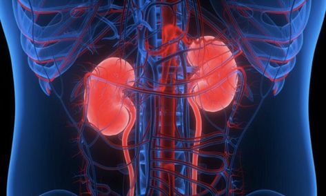 Kidney Disease: A Silent Killer With 7 Early Symptoms to Consider Polycystic Kidneys, Healthy Kidneys, Kidney Damage, Kidney Health, Ayurvedic Medicine, Disease, Human Body, Human, Signs