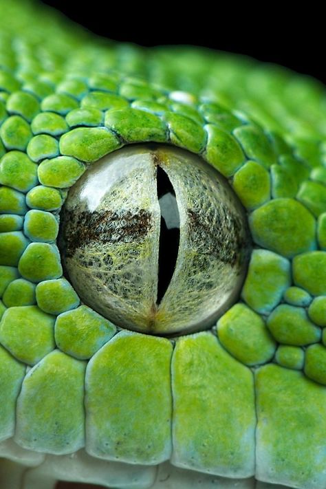 Eye Closeup, Reptile Eye, Close Up Art, Copic Colors, Arcane Trickster, Foto Macro, Autumn Leaves Background, Animal Inspiration, Animal Eyes