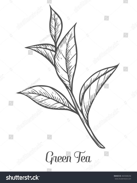 Green tea plant, leaf. Hand drawn sketch vector illustration. Floral branch organic lineart. Chinese Green tea, hot dr #Ad , #Affiliate, #sketch#drawn#illustration#vector Tea Leaves Tattoo, Tea Leaves Illustration, Green Tea Plant, Tea Tattoo, Leaves Sketch, Tea Illustration, Tea Logo, Hand Drawn Leaves, Chinese Green