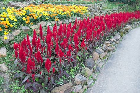 Celosia Plant Care - Flowering plants at GuzmansGreenhouse.com Flower Landscaping Ideas, Celosia Plant, Flower Landscaping, Flamingo Plant, Colorful Plant, Garden Centers, Colorful Plants, Flowering Plants, Spring Color