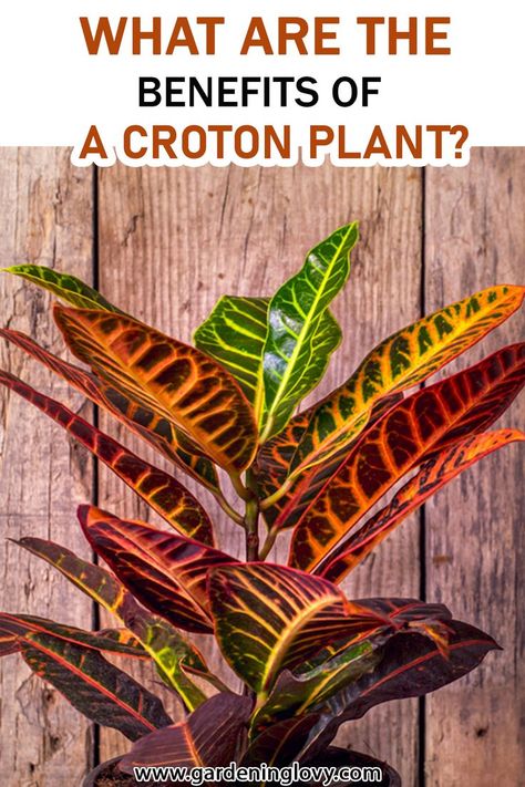 Croton Plant Care Indoor, Indoor Croton Plant, Bush On Fire Croton Care, Croton Petra, Croton Plant Outdoor Landscaping, Croton Plant Indoor, Croton Plant, Croton Plant Care, Crotons Plants