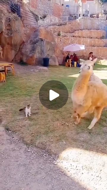 Best Funny Animal Videos, Funny Dancing Animals, Crazy Animals Funny, Silly Animals Videos, Funny Animal Videos Can't Stop Laughing, Funny Videos Animals, Silly Pets, Animal Videos Funny, Bing Wallpaper