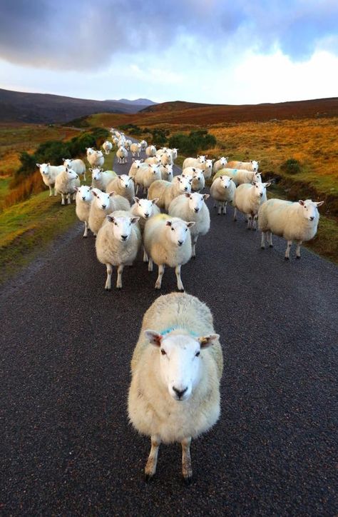 Follow the Leader - Highland Sheep Oita, Scottish Animals, Highland Sheep, Abandoned Farmhouse, Cele Mai Drăguțe Animale, Sheep Art, Sheep And Lamb, Cute Sheep, The Good Shepherd