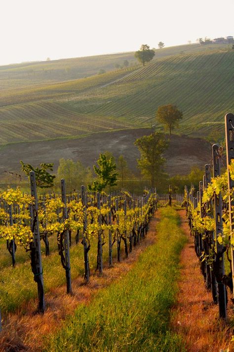 Mediterranean Vineyard, Italy Vineyards, Vineyard Pictures, Vineyard Italy, Vineyard Aesthetic, French Vineyard, Vineyard Photography, How To Landscape, Italian Vineyard