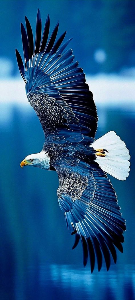 Picture Of Eagle Flying, Eagle Images Pictures, Photos Of Eagles, Birds Hd Images, Eagle Images Hd, Eagle Wallpaper Iphone, Eagle Wallpaper Hd, Adler Wallpaper, Eagle Photos