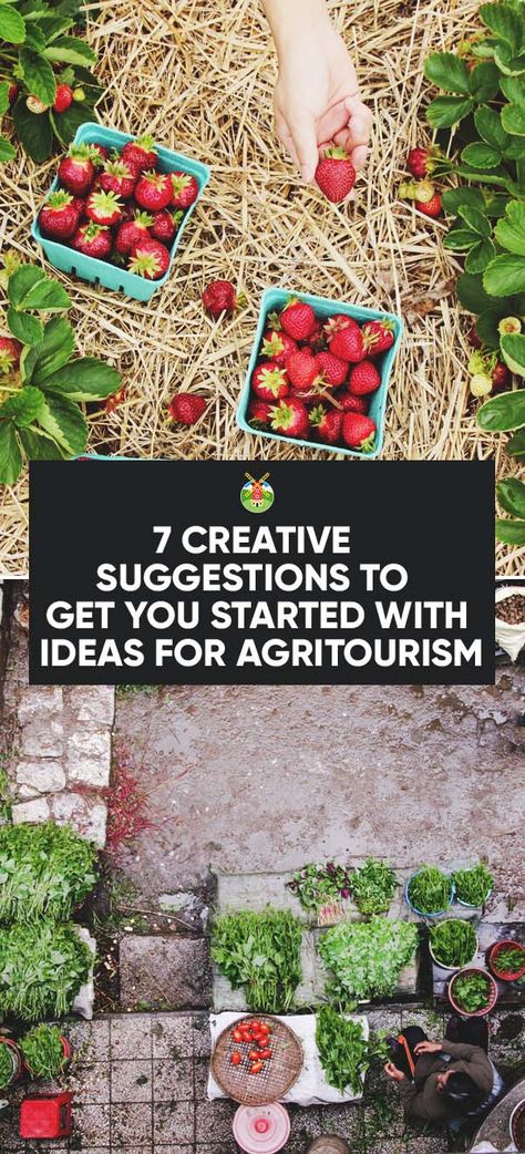 Agritourism is a great way to bring extra money to your farm. You can do so in smaller steps with our creative ideas for agritourism to start with. Csa Farm Ideas, Agri Tourism Ideas, Farm Tourism Ideas, Agritourism Ideas Farms, Farm Agritourism, Market Farming, Farm Airbnb, Agri Tourism, Farm Brewery