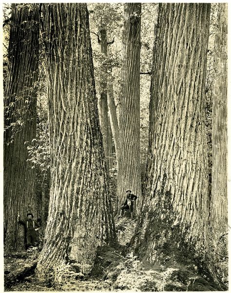 The Not So Wild and Wonderful History of West Virginia’s Forests — Bob's Market and Greenhouses Soil Conservation, Chestnut Tree, American Chestnut, Hunting Art, Chestnut Trees, Giant Tree, Redwood Tree, Old Trees, Ancient Tree