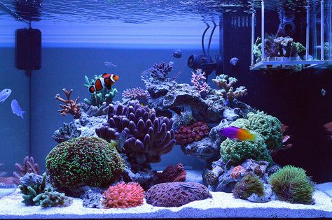 [​IMG] Aquascape Saltwater, Reef Tank Ideas, Salt Water Aquarium, Reef Tank Design, Saltwater Aquarium Beginner, Reef Aquascaping, Saltwater Aquarium Setup, Reef Tank Aquascaping, Coral Aquarium