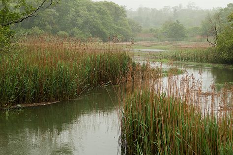 North Carolina Marsh, River Landscape Photography, Marshes Aesthetic, Fantasy Marsh, Charleston Marsh, Louisiana Marsh, Marsh Pictures, Marsh Aesthetic, Marsh Land