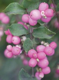 Coral Berry Symphoricarpos x doorenbosii Coral Berry, Berry Plants, Shade Gardens, Berry Bushes, Pink Fruit, Plant Catalogs, Pink Plant, Garden Shrubs, Beautiful Fruits