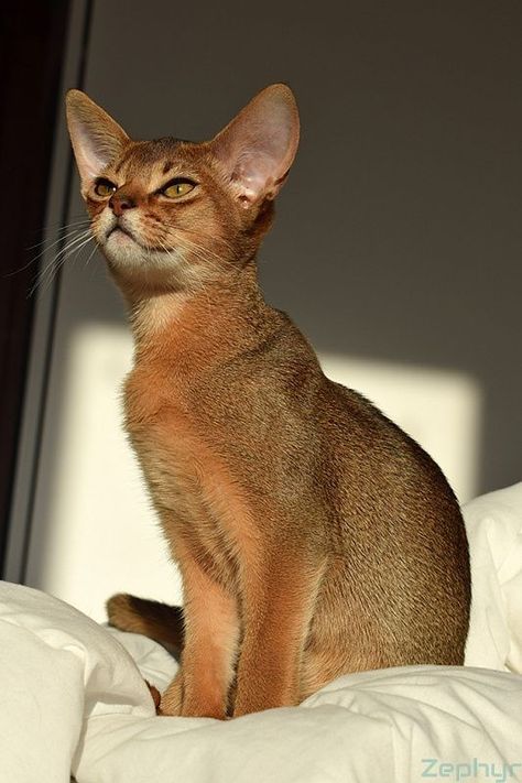 Beautiful Cats Pictures, Abyssinian Cats, Brown Cat, Abyssinian, Cat Aesthetic, Domestic Cat, Pretty Cats, Beautiful Cats, 귀여운 동물