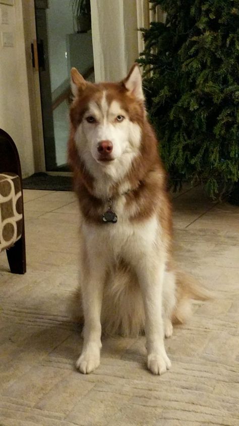 Maximus | Siberian Husky | Ging Fluff | Red white and blue eyes | Dog | Long hair | Wooly | Sitting and Looking right at me | 12-30-16 Red Husky Blue Eyes, Ginger Husky, Wooly Husky, Brown And White Husky, Wooly Siberian Husky, Orange Husky, Long Haired Husky, Red Husky Puppies, Red And White Husky