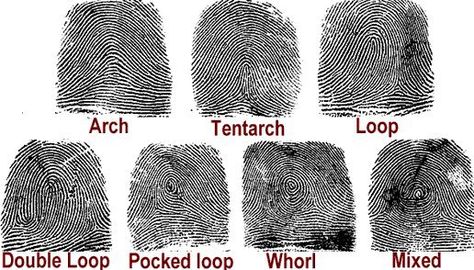 Finger Print Patterns along with names.. Types Of Fingerprints, Junior Detective, Diversity Activities, Dna Fingerprinting, Everyday Science, Visual Essay, Forensic Anthropology, Forensic Psychology, Basement House