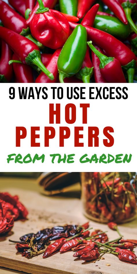 Man does my husband ever love hot peppers. We always try to grow them, but this year we have a bumper crop of excess hot peppers. Preserving Green Beans, Hot Pepper Recipes, Dried Chili Peppers, Salads To Go, Hot Sauce Recipes, Hot Peppers, Garden Veggies, Garden Recipes, Peppers Recipes