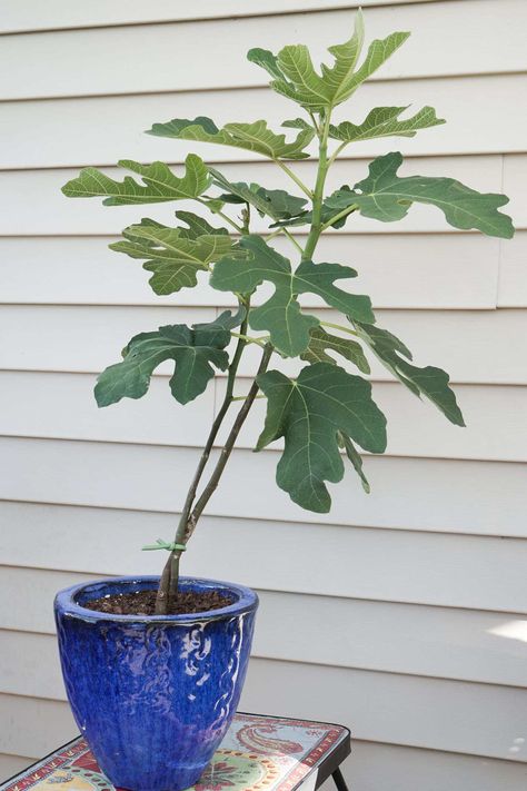 Potted Fig Tree, Chicago Fig Tree, Chicago Hardy Fig Tree, How To Grow Fig Tree From Seeds, How To Take Care Of A Fig Tree, Ficus Hillii Flash Hedge, The Fig Tree, Grow Boxes, Fig Fruit