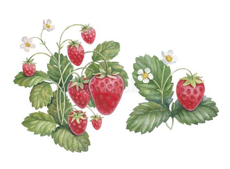 Strawberry Bush, Illustration Botanique Vintage, Strawberry Drawing, Strawberry Art, Strawberry Leaves, Fruit Wall Art, Posca Art, Illustration Botanique, Botanical Illustration Vintage