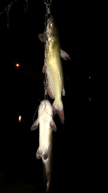 Ikan Lele, Catfish Fishing, Night Fishing, Catfish, First Time, Fishing, The First, Fish, Quick Saves