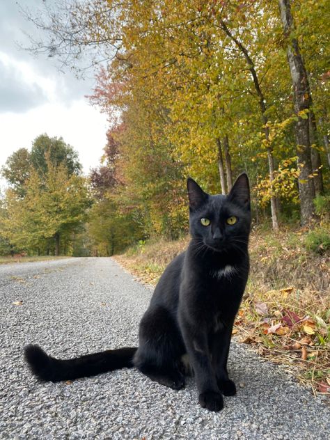 Black Kitten Photography, Fall Aesthetic Trees, Black Cat Outside, Aesthetic Trees, Black Cat Pictures, Cat Farm, Black Cat Aesthetic, Dream's Cat, Types Of Cats