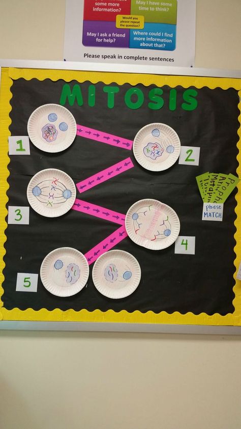 Fun Mitosis cell bulletin board! Great for science. Biology Display Board Ideas, Science Bulletin Board Ideas, Mitosis Project, Science Display, Biology Activity, Science Bulletin Boards, Science Cells, Science Board, Biology Projects