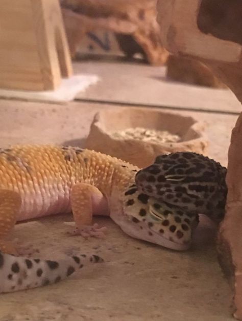 Napping Together, Tattoo Nature, Animals Tattoo, Wallpaper Aesthetics, Leopard Gecko, Gecko, Funny Animal, Watch Video, Nature Wallpaper