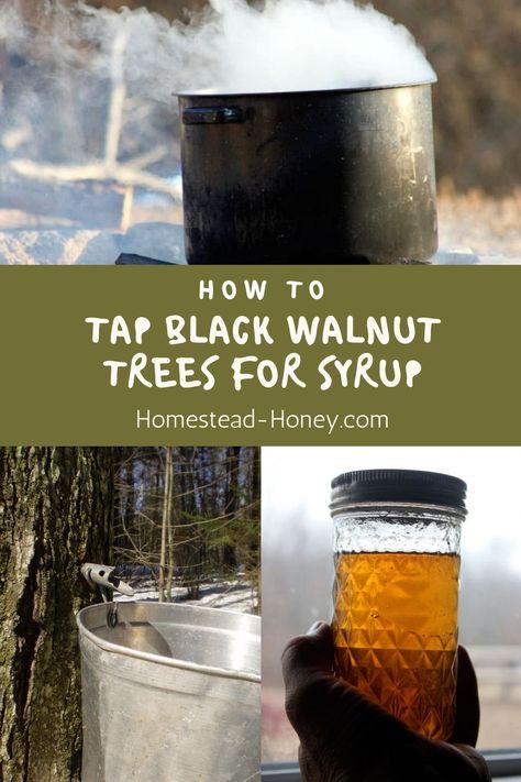 How To Make Black Walnut Oil, Tapping Black Walnut Trees, Tapping Trees For Syrup, Black Walnut Syrup, Black Walnut, Maple Syrup Taps, Black Walnut Tree, Wild Foraging, Walnut Tree