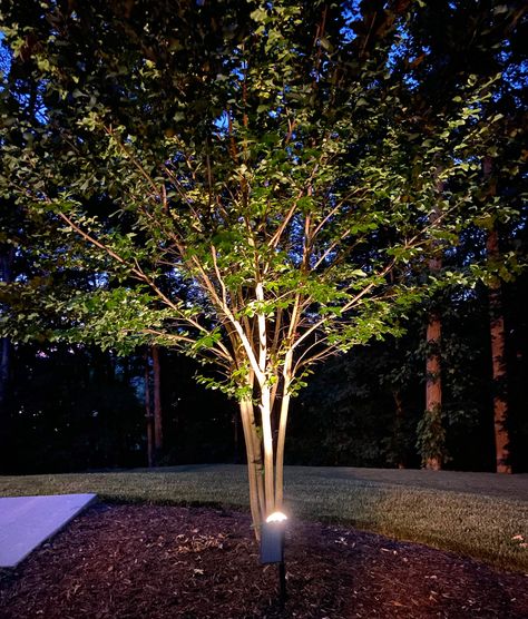 Solar Tree Lights, Best Outdoor Solar Lights, Plank And Pillow, Solar Tree, Outdoor Tree Lighting, Best Solar Lights, Solar Path Lights, Solar Landscape Lighting, Light Up Tree