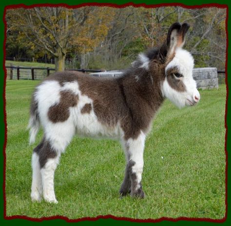 Shorecrests Elton, spotted miniature donkey for sale. Minature Donkeys, Fluffy Donkey, Buckboard Wagons, Miniature Cows For Sale, Spotted Donkey, Mini Cows For Sale, Miniture Cows, Mini Donkeys, Miniature Donkeys