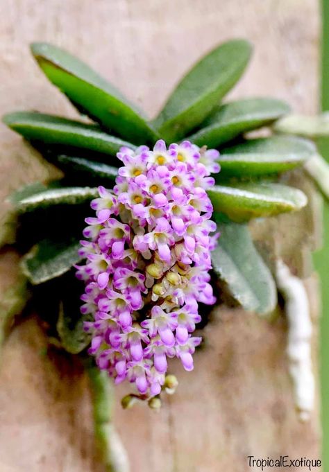 Orchid Species, Miniature Orchids, Light Pink Flowers, New Roots, Terrarium Plants, Flower Spike, Blooming Plants, Gardening Supplies, Flower Bud