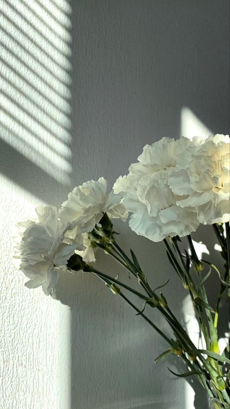 White Carnations Aesthetic, Grid Wallpaper, Vintage Flowers Wallpaper, Everlasting Flowers, Aesthetic Flowers, Nothing But Flowers, Carnation Flower, Fantasy Wedding, Beautiful Bouquet Of Flowers